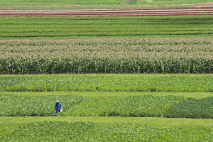 Consórcio milho/braquiária ganha força no Brasil e mostra vantagens claras sobre o modelo tradicional