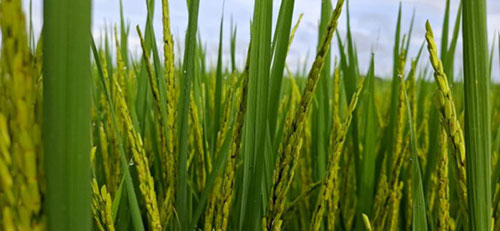  BASF lança fungicida inovador e apresenta oferta completa de soluções na 36ª Abertura da Colheita do Arroz
