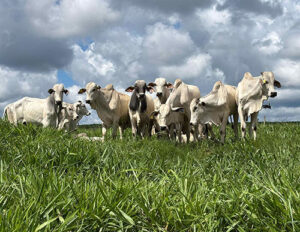 Intensificação sustentável de pastagens ganha protagonismo no Coplacampo 2026