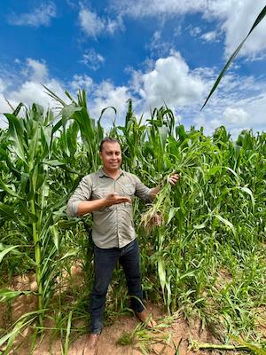 Milho consorciado com capim pode gerar melhor retorno aos sistemas de produção