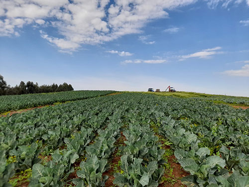 Cultivo de couve-flor exige materiais mais adaptados aos desafios climáticos do Brasil