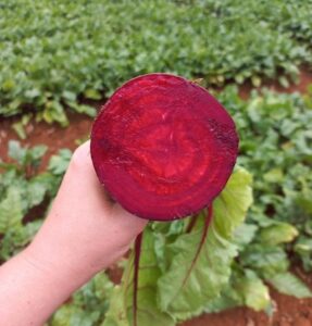 Elevada produtividade e potencial de armazenamento tornam o cultivo de beterrabas mais rentável