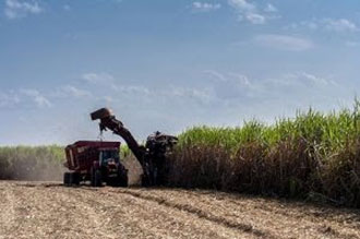 Arrendamento de fazendas por empresas de cana-de-açúcar promove concentração do uso da terra no estado de São Paulo