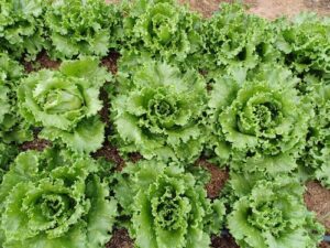 Calor, chuvas intensas e perda de padrão desafiam o cultivo de alface ao longo do ano