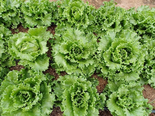 Calor, chuvas intensas e perda de padrão desafiam o cultivo de alface ao longo do ano