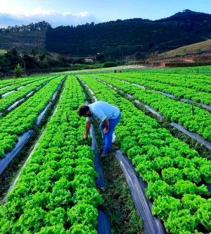 Calor, chuvas intensas e perda de padrão desafiam o cultivo de alface ao longo do ano