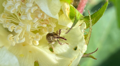 Descoberta científica da Biotrop pode redefinir o manejo do bicudo-do-algodoeiro no Brasil