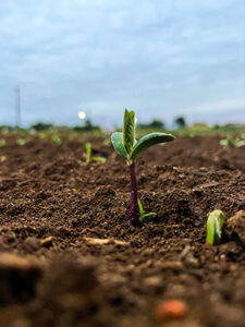 Estudo inédito revela vantagem ambiental dos insumos biológicos frente aos químicos