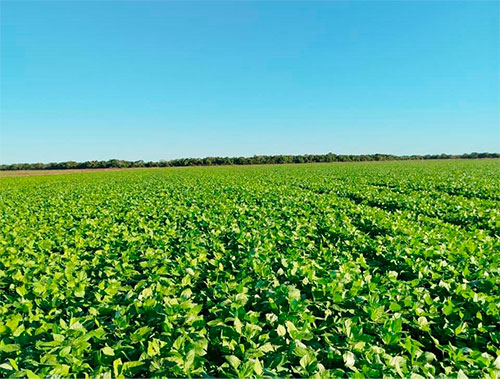 Culturas alternativas ganham espaço como estratégia para diversificar sistemas produtivos