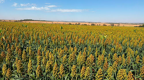 Culturas alternativas ganham espaço como estratégia para diversificar sistemas produtivos