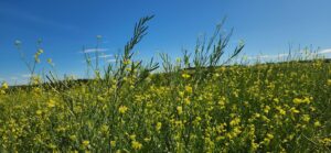 MAPA libera primeiros agroquímicos para a cultura da carinata