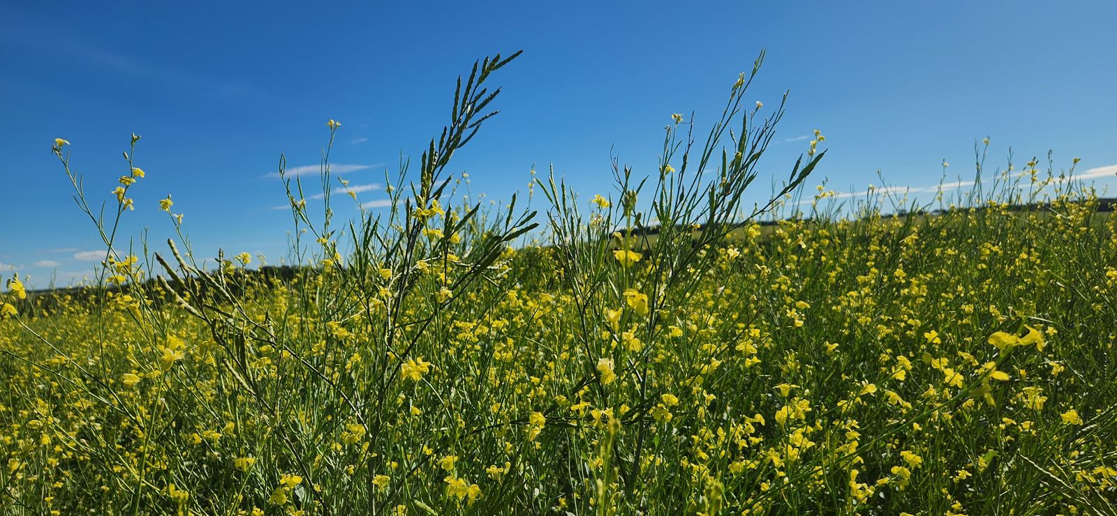 MAPA libera primeiros agroquímicos para a cultura da carinata