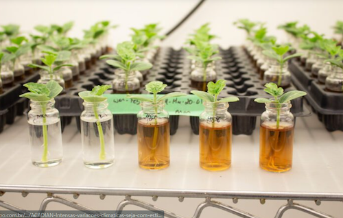 Soluções à base de algas marinhas contribuem para o aumento da produtividade agrícola