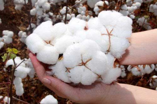 Algodão brasileiro é destaque em evento na Alemanha