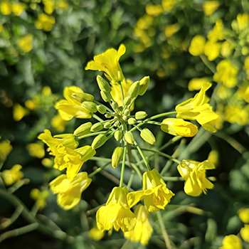 Canola ganha espaço e avança como cultivo estratégico no Brasil