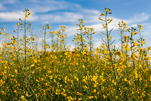 Canola ganha espaço e avança como cultivo estratégico no Brasil