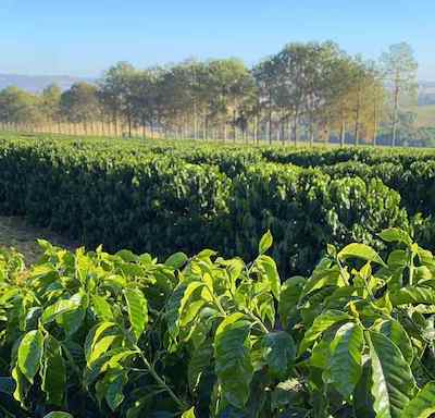 Em movimento estratégico, Agroallianz anuncia nova liderança feminina
