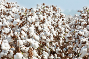 Show Safra: BASF apresenta soluções integradas em sementes, proteção de cultivos e agricultura digital para Mato Grosso