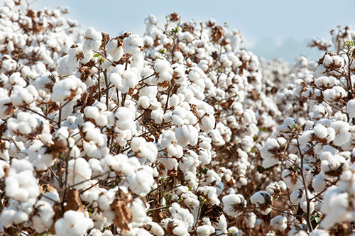 Show Safra: BASF apresenta soluções integradas em sementes, proteção de cultivos e agricultura digital para Mato Grosso