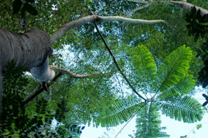 Evento no BNDES dá a largada a projeto de inovação em silvicultura de nativas