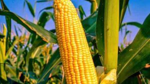 Líder na produção de soja e milho, Mato Grosso precisa de jovens e adultos com formação em logística