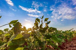 Embrapa e rede sociotécnica de parceiros impulsionam a segurança hídrica no Semiárido brasileiro