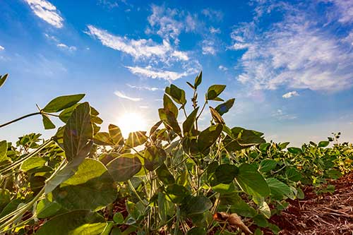 Soja regenerativa reposiciona produção brasileira no debate climático global