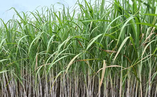 Grande Encontro CTC apresenta novas estratégias para elevar a produtividade dos canaviais