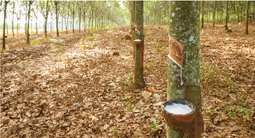 Produtores de borracha operam no prejuízo e alertam para crise no setor