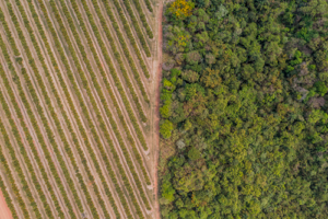 Citrosuco reafirma estratégia ESG com manutenção do selo Ouro da plataforma EcoVadis