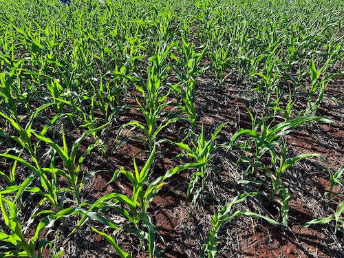 Bioinseticidas incrementam o controle de pragas no milho em até 58,8%, diz Cogny