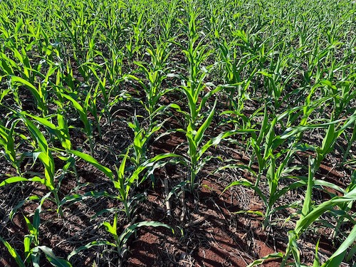 Bioinseticidas incrementam o controle de pragas no milho em até 58,8%, diz Cogny