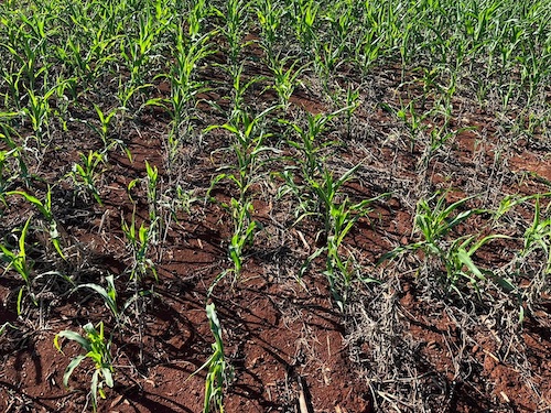 Bioinseticidas incrementam o controle de pragas no milho em até 58,8%, diz Cogny