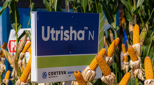 Os produtores rurais que fazem a sucessão soja-milho já avançam no plantio da safrinha, enquanto a oleaginosa está sendo colhida. Para o milho, os agricultores têm uma preocupação adicional: manter a disponibilidade do Nitrogênio (N) durante todo o ciclo do cereal, que tem como resultado a nutrição equilibrada das plantas mais bem desenvolvidas e maior produtividade. A sucessão do milho após a soja manejada com solução biológica, beneficia maior quantidade de N, disponibilizada nos restos culturais, melhorando a fertilidade do solo e a nutrição da cultura seguinte. A inovação que auxilia as culturas neste desafio é o fixador foliar de nitrogênio Utrisha® N, da Corteva Biologicals.