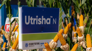 Manejo Biológico na soja beneficia safrinha de milho agregando mais Nitrogênio (N) ao sistema produtivo