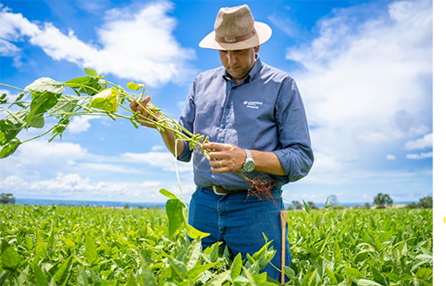 Manejo Biológico na soja beneficia safrinha de milho agregando mais Nitrogênio (N) ao sistema produtivo
