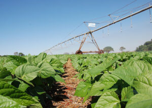 BiomaPhos aumenta produtividade do feijão no Cerrado em 17%