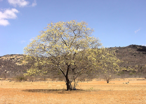Mudas de espécies nativas da Caatinga podem ser produzidas com água salobra