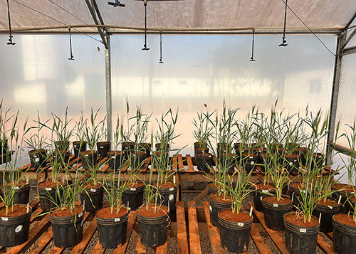 Pesquisa avalia algas brasileiras como bioestimulante em grãos sob estresse hídrico