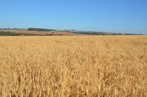 Vai plantar trigo safrinha no Brasil Central? Fique atento às recomendações da pesquisa
