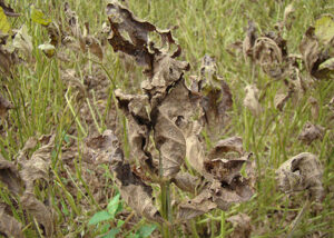 Ferramenta digital orienta produtores no controle da ferrugem asiática da soja