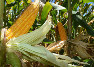 Embrapa amplia portfólio de baixo carbono e lança programas para milho e sorgo