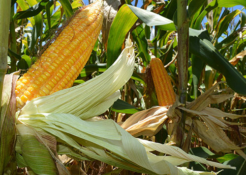 Embrapa amplia portfólio de baixo carbono e lança programas para milho e sorgo
