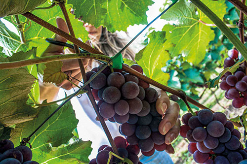Festa da Uva de Vinhedo, no Circuito das Frutas, deve comercializar 30 toneladas de frutas e espera atrair 300 mil visitantes