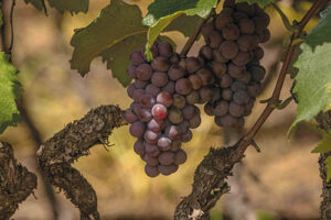 Festa da Uva de Vinhedo, no Circuito das Frutas, deve comercializar 30 toneladas de frutas e espera atrair 300 mil visitantes