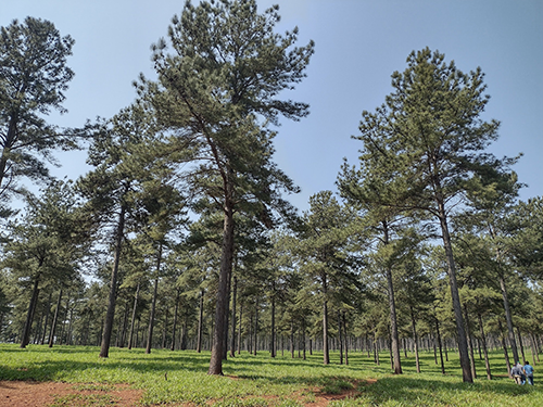 Florestas plantadas respondem por 94% da madeira para fins industriais e reduzem pressão sobre matas nativas
