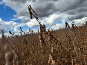 Safra de soja evidencia salto genético das cultivares e reforça papel da inovação no campo