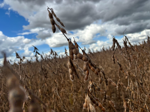 Safra de soja evidencia salto genético das cultivares e reforça papel da inovação no campo