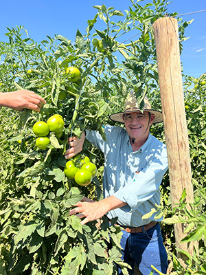 Tomate enfrenta pressão do clima no interior paulista e produtores buscam novas soluções
