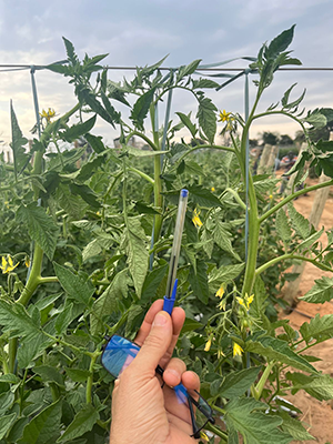 Tomate enfrenta pressão do clima no interior paulista e produtores buscam novas soluções